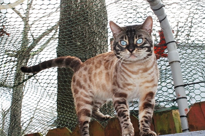 Do Snow Lynx Bengals Get Along with Dogs?