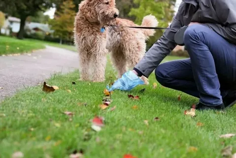 Dog Poop Cleanup