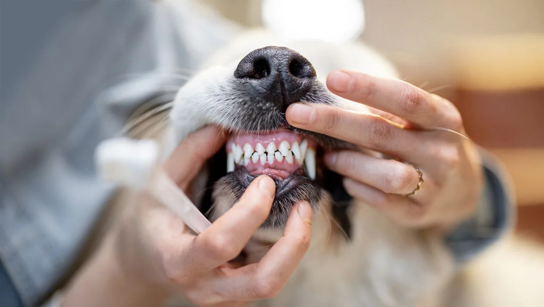 Dog Teeth Cleaning Made Easy: At-Home and Professional Options